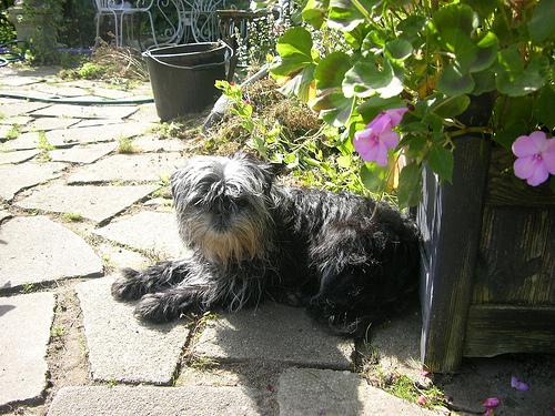 Affenpinscher additional photo