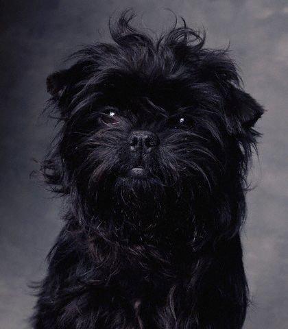 Affenpinscher additional photo