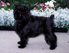 Affenpinscher additional photo