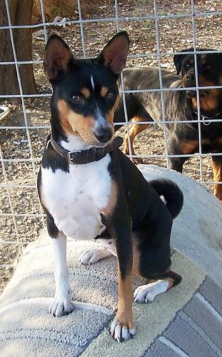 Basenji additional photo