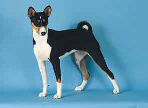 Basenji additional photo