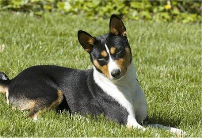 Basenji additional photo