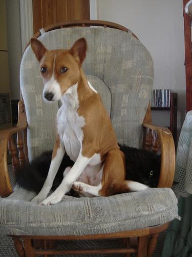 Basenji additional photo
