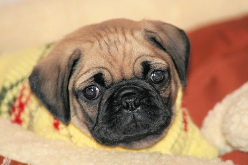 Pug additional photo