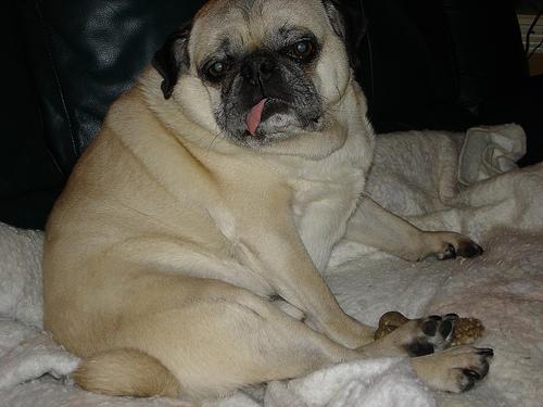 Pug additional photo
