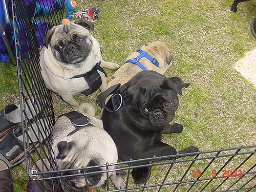 Pug additional photo