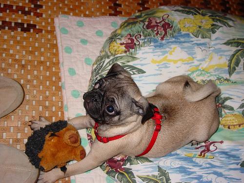 Pug additional photo