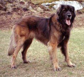 Leonberger additional photo