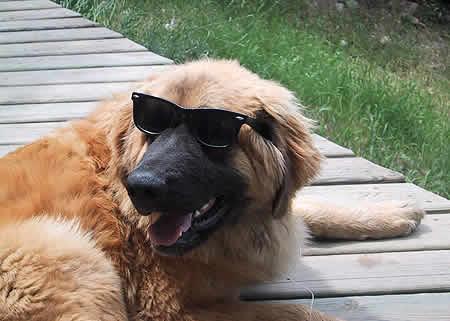 Leonberger additional photo
