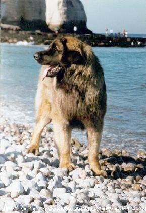 Leonberger additional photo