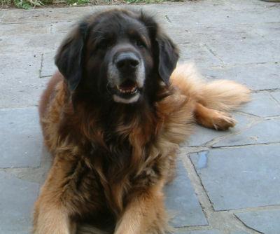 Leonberger additional photo