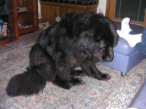 Newfoundland additional photo
