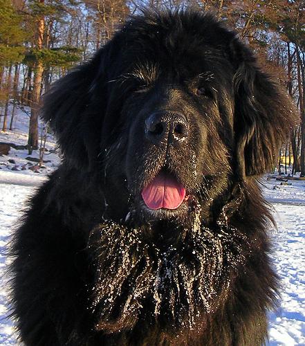 Newfoundland additional photo