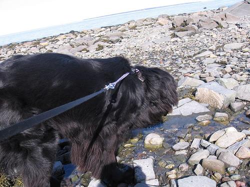 Newfoundland additional photo