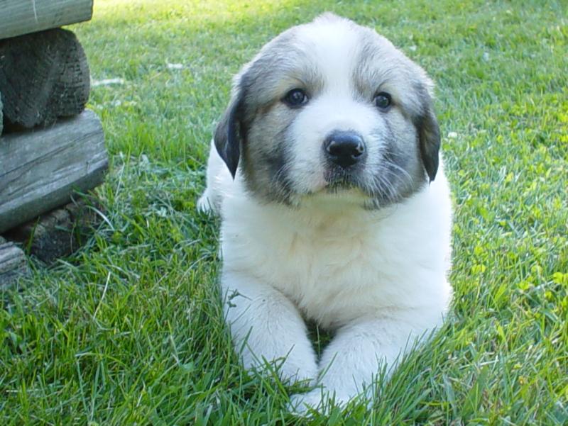 Great Pyrenees additional photo