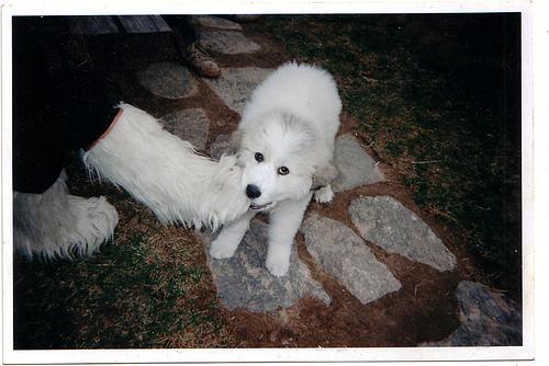 Great Pyrenees additional photo