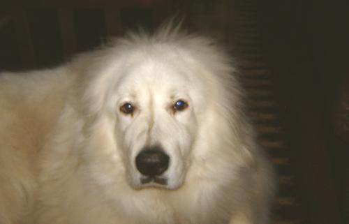 Great Pyrenees additional photo