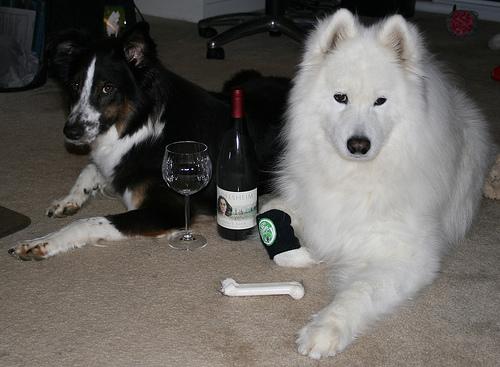 White Shepherd additional photo