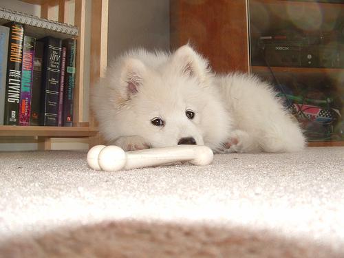 Samoyed additional photo