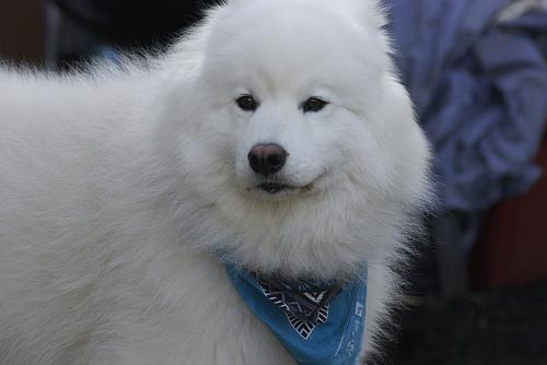 White Shepherd additional photo