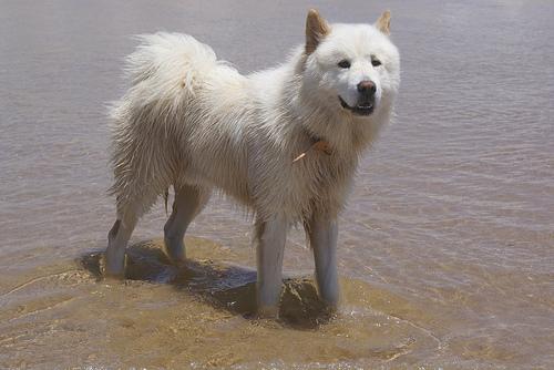 Samoyed additional photo