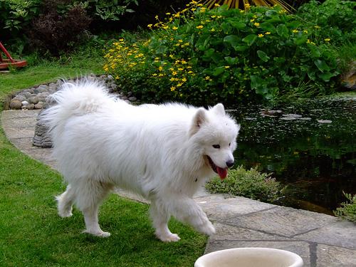 White Shepherd additional photo