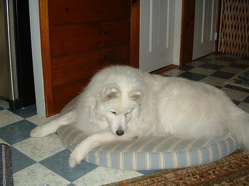 White Shepherd additional photo