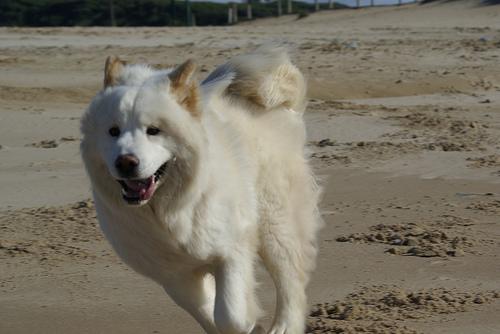 Samoyed additional photo