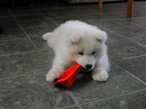 Samoyed additional photo