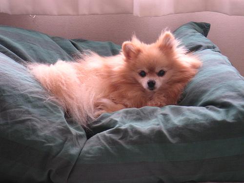 Pomeranian additional photo