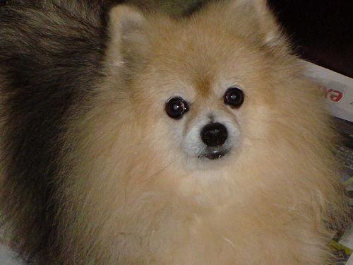 Pomeranian additional photo