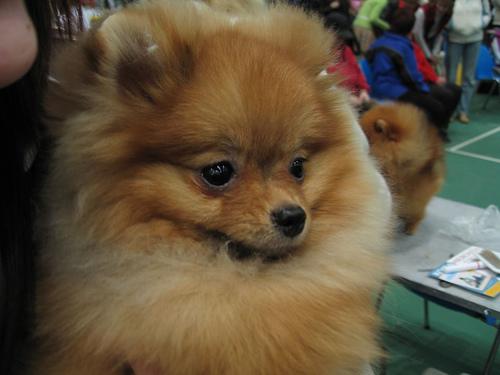 Pomeranian additional photo