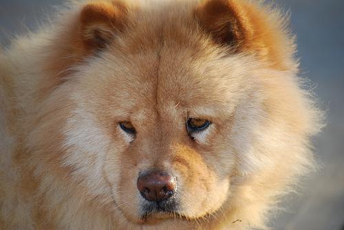 Chow Chow additional photo