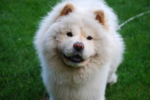 Chow Chow additional photo