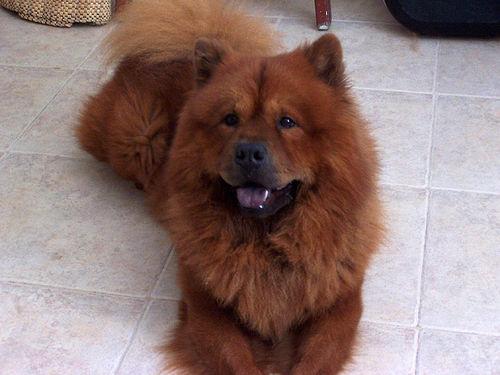 Chinese Shar-Pei additional photo