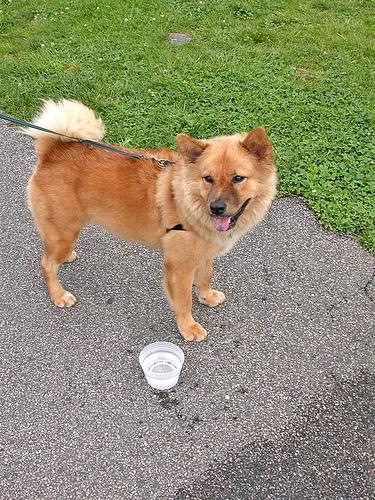 Eurasier additional photo
