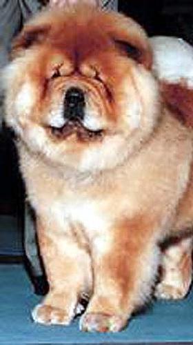 Chow Chow additional photo