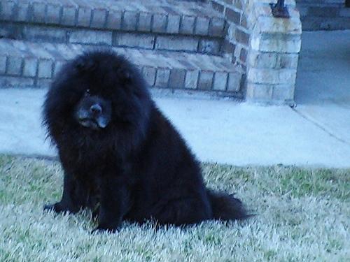 Chow Chow additional photo