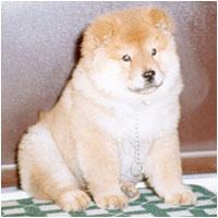 Chinese Shar-Pei additional photo