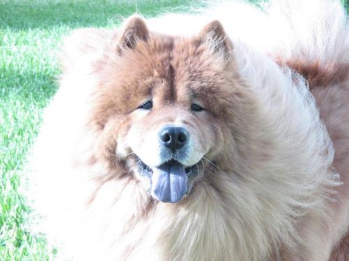 Eurasier additional photo