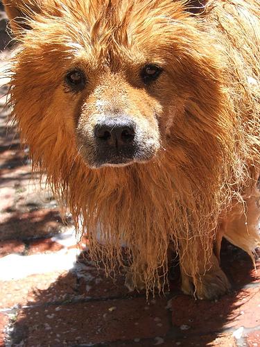 Eurasier additional photo
