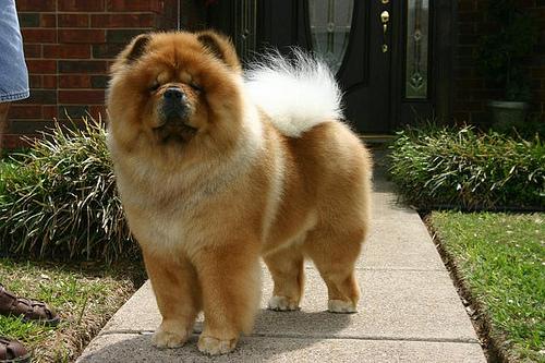 Eurasier additional photo