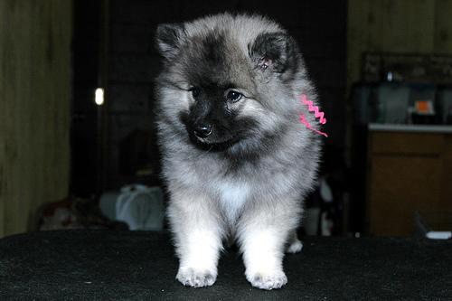 Keeshond additional photo