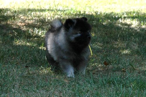 Keeshond additional photo