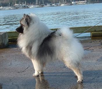 Keeshond additional photo