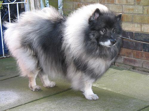 Keeshond additional photo