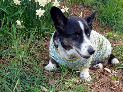 Cardigan Welsh Corgi additional photo