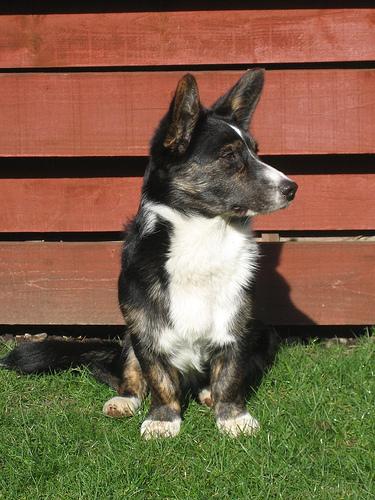 Cardigan Welsh Corgi additional photo