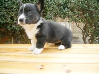 Swedish Vallhund additional photo