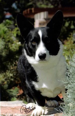 Cardigan Welsh Corgi additional photo